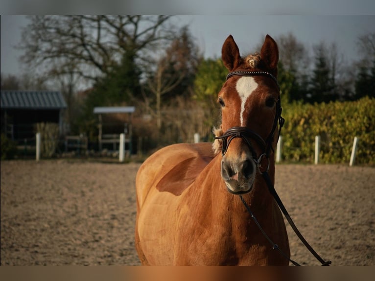 Haflinger Gelding 6 years 14.1 hh Chestnut-Red in Bremerhaven