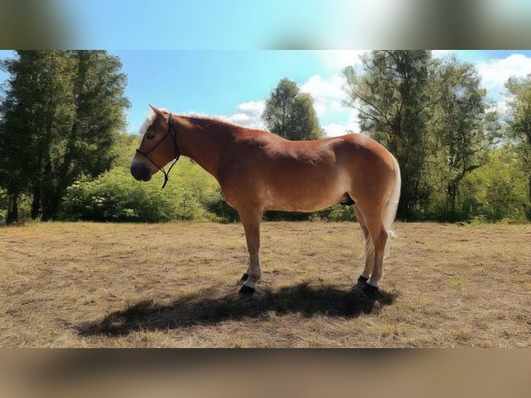 Haflinger Gelding 6 years 14.1 hh Chestnut in Camden, MI