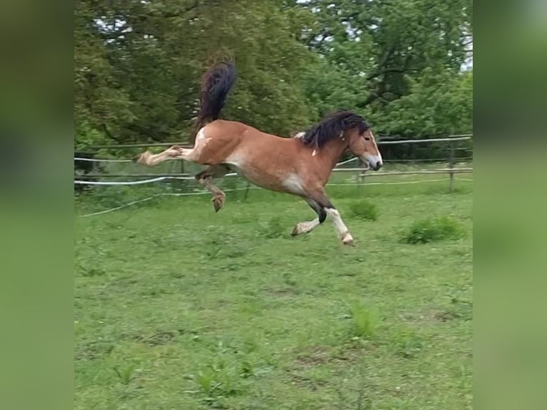 Haflinger Mix Gelding 6 years 14.1 hh Pinto in Eltville am Rhein