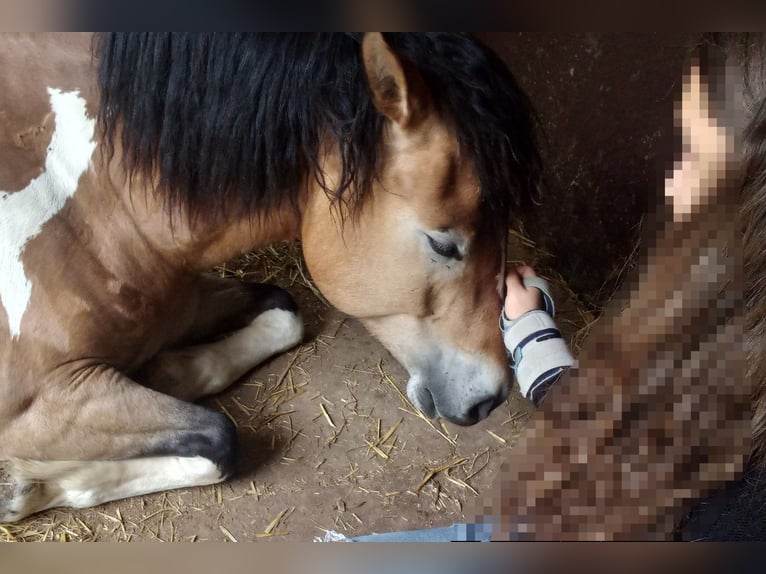 Haflinger Mix Gelding 6 years 14.1 hh Pinto in Eltville am Rhein
