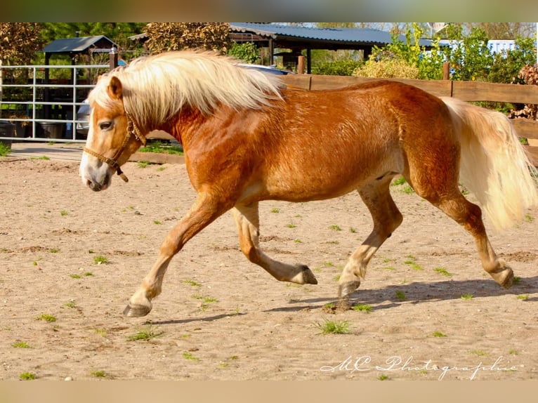 Haflinger Gelding 6 years 14.2 hh Brown-Light in Brandis
