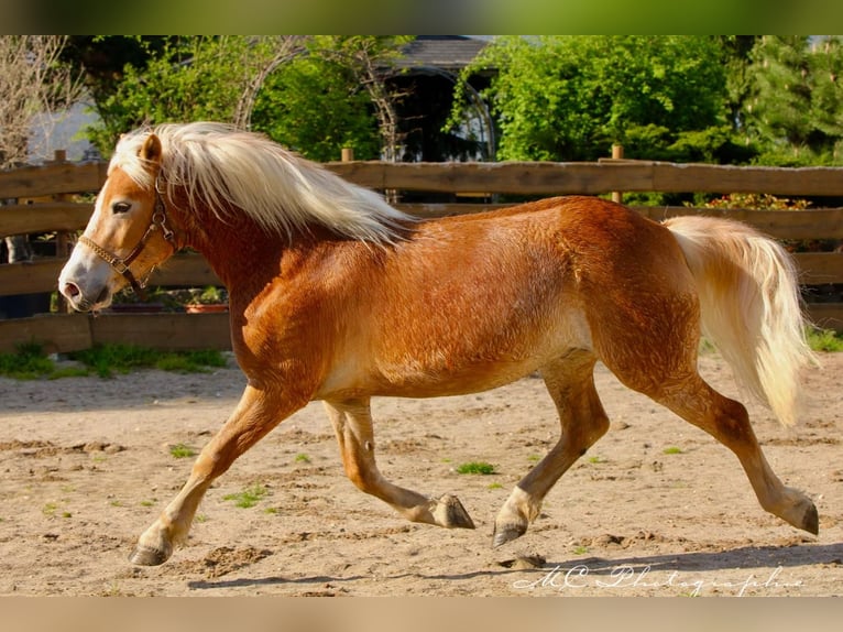 Haflinger Gelding 6 years 14.2 hh Brown-Light in Brandis