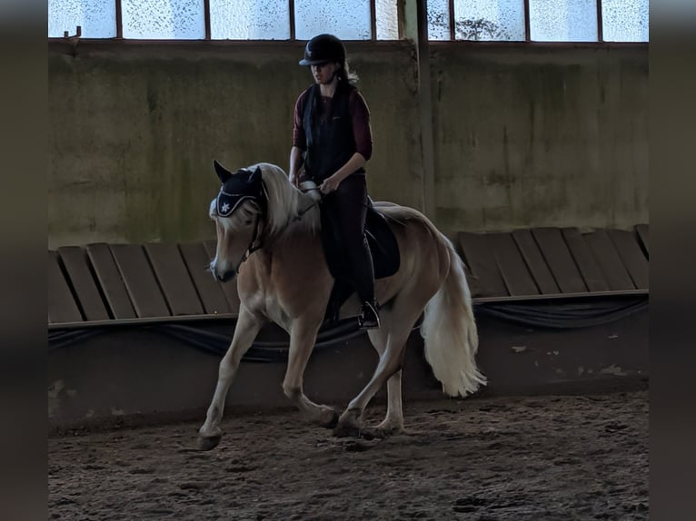 Haflinger Gelding 6 years 14.2 hh Chestnut-Red in Rodgau