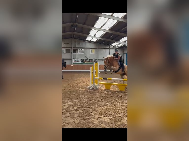 Haflinger Gelding 6 years 14.2 hh Chestnut-Red in Oldenburg