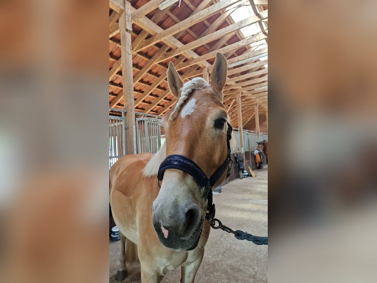 Haflinger Gelding 6 years 14.2 hh Chestnut-Red in Oldenburg