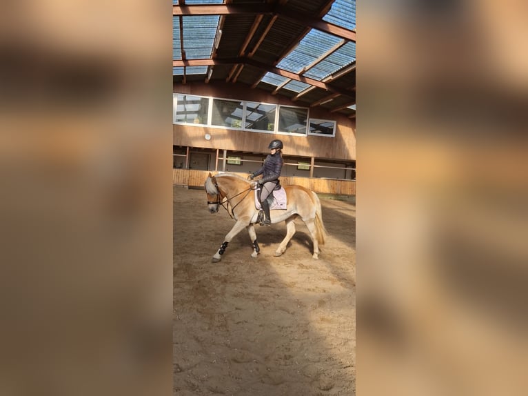 Haflinger Gelding 6 years 14.2 hh Chestnut-Red in Oldenburg