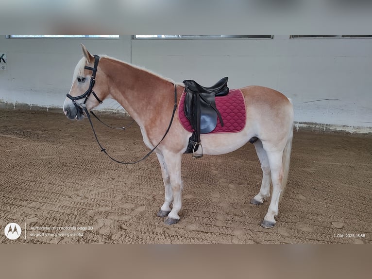 Haflinger Gelding 6 years 14.2 hh Chestnut-Red in Feldkirchen / Dionau