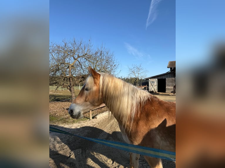 Haflinger Gelding 6 years 14.2 hh Chestnut-Red in Eschlkam