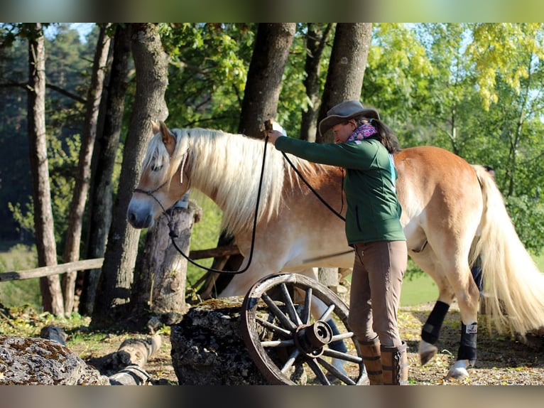 Haflinger Gelding 6 years 14.2 hh Chestnut-Red in Eschlkam