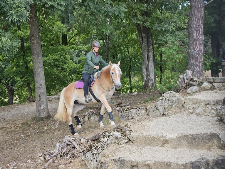 Haflinger Gelding 6 years 14.2 hh Chestnut-Red in Eschlkam