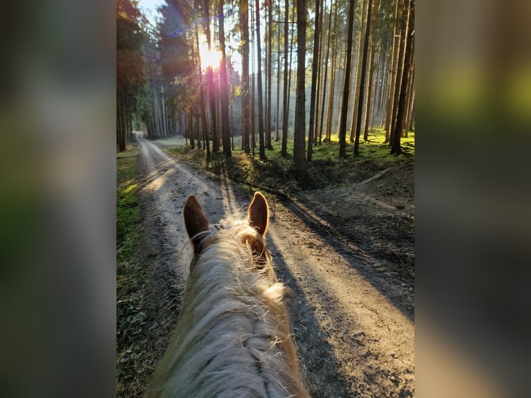 Haflinger Gelding 6 years 14.2 hh Chestnut-Red in Eschlkam