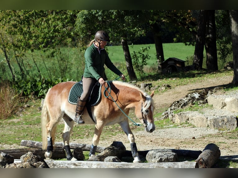 Haflinger Gelding 6 years 14.2 hh Chestnut-Red in Eschlkam