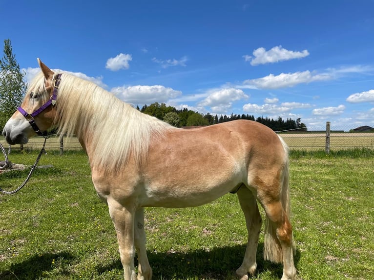 Haflinger Gelding 6 years 14.2 hh Chestnut-Red in Eschlkam
