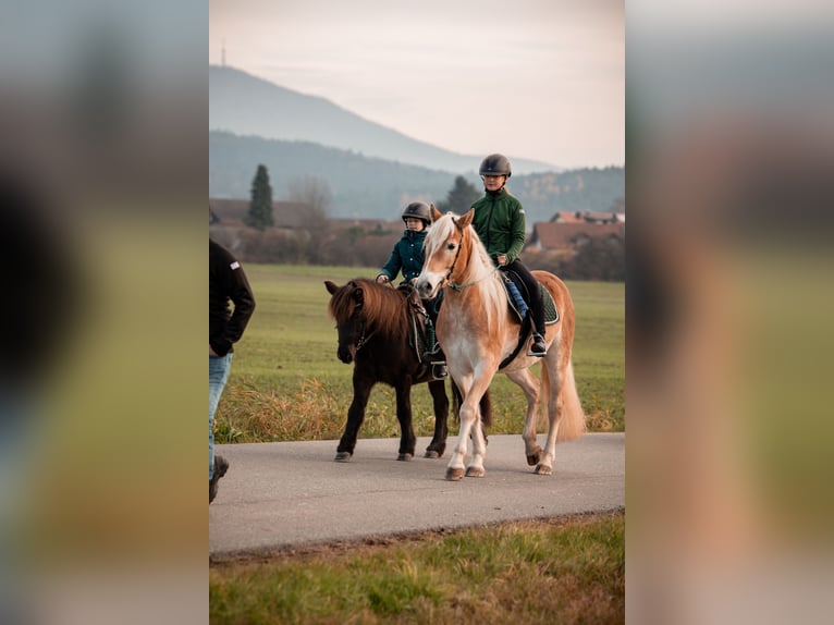 Haflinger Gelding 6 years 14.2 hh Chestnut-Red in Eschlkam