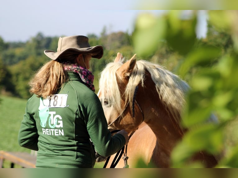 Haflinger Gelding 6 years 14.2 hh Chestnut-Red in Eschlkam