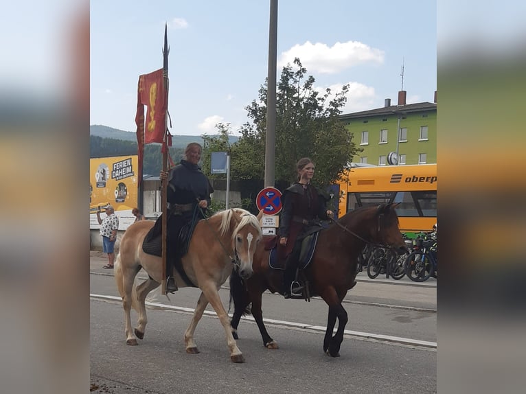 Haflinger Gelding 6 years 14.2 hh Chestnut-Red in Eschlkam
