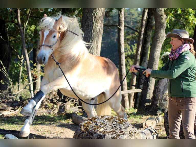 Haflinger Gelding 6 years 14.2 hh Chestnut-Red in Eschlkam