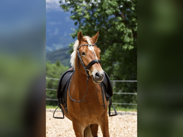 Haflinger Gelding 6 years 14.2 hh Chestnut in Spittal an der Drau