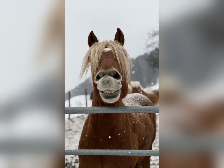 Haflinger Gelding 6 years 14.2 hh Chestnut in Spittal an der Drau