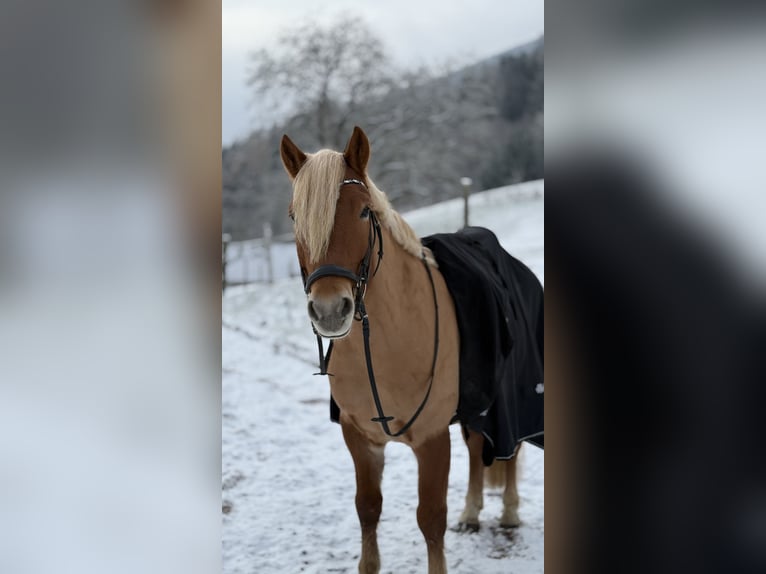 Haflinger Gelding 6 years 14.2 hh Chestnut in Spittal an der Drau