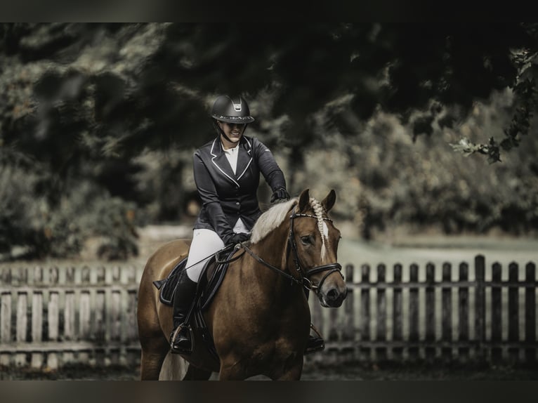 Haflinger Gelding 6 years 14.2 hh Chestnut in Spittal an der Drau
