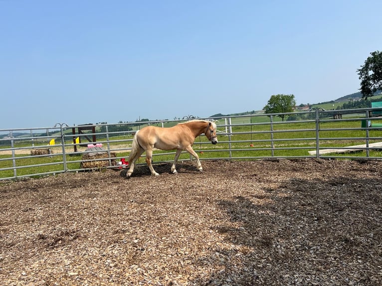 Haflinger Gelding 6 years 14,2 hh in Gramastetten