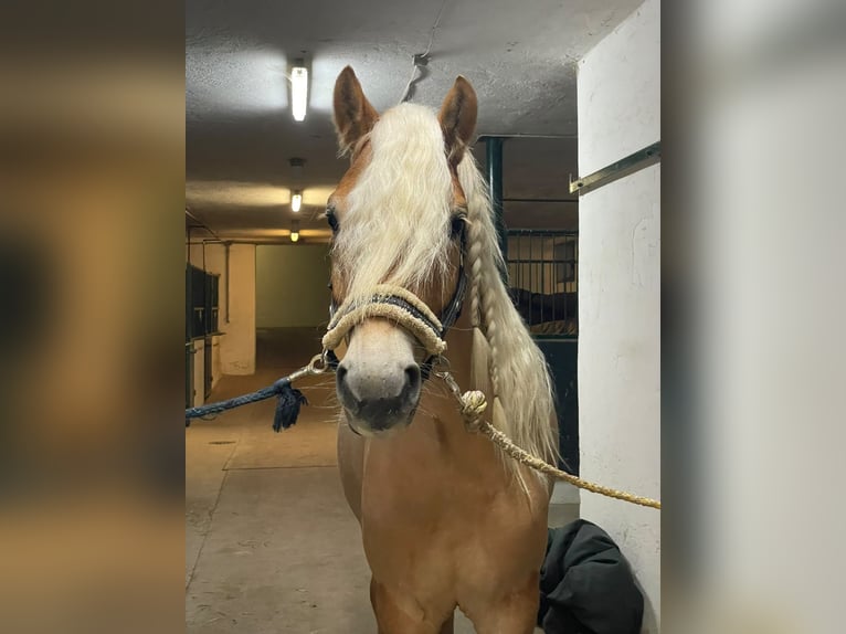 Haflinger Gelding 6 years 14.2 hh  in Hackenbuch