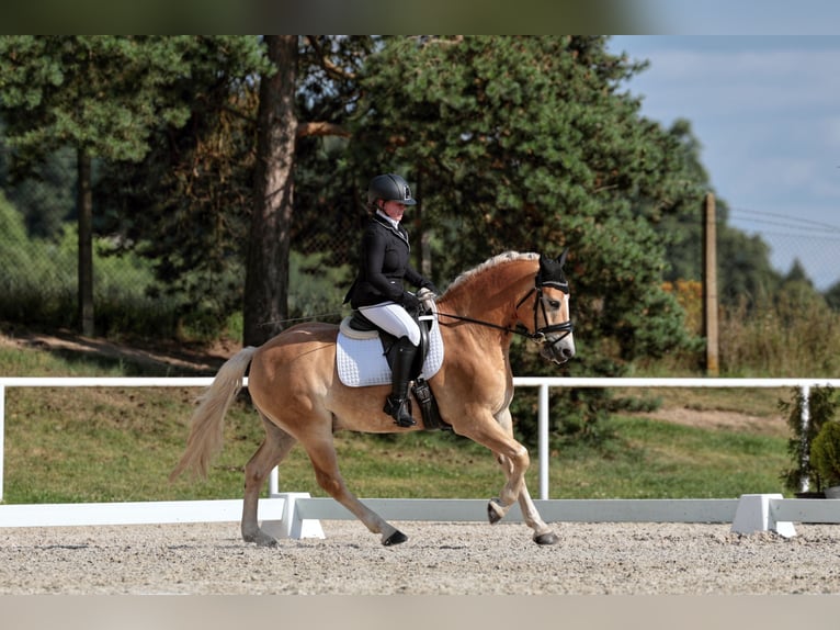 Haflinger Gelding 6 years 14,2 hh Palomino in Protivin