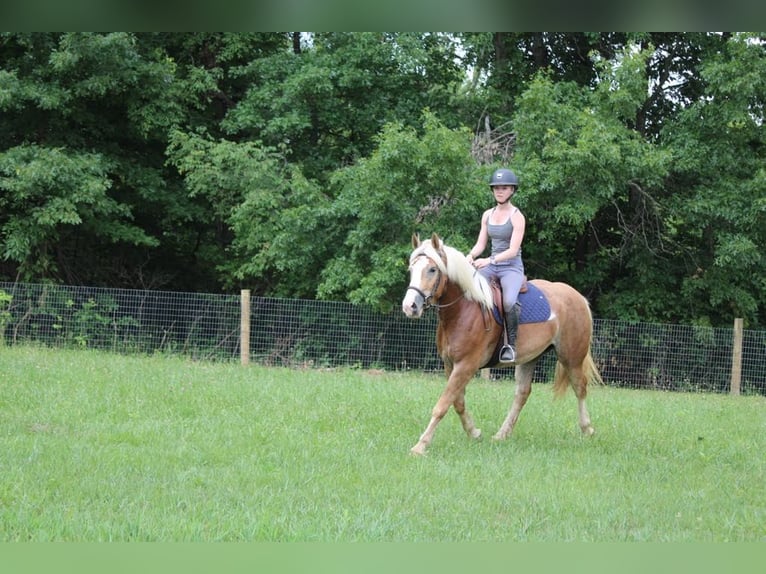 Haflinger Gelding 6 years 14.2 hh Sorrel in Howell MI