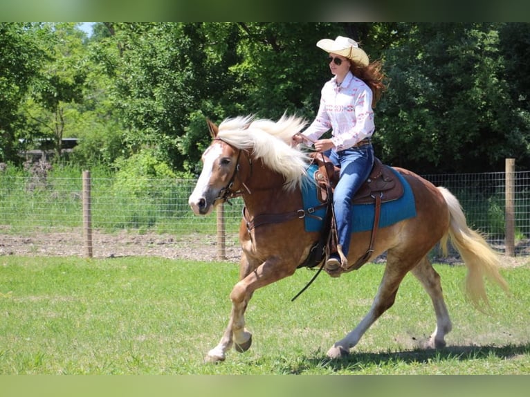Haflinger Gelding 6 years 14.2 hh Sorrel in Howell MI