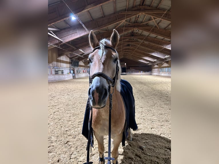 Haflinger Gelding 6 years 14,3 hh Chestnut-Red in Wien