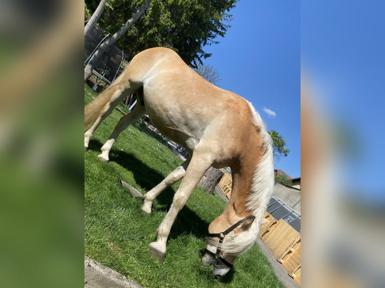 Haflinger Gelding 6 years 14,3 hh Chestnut-Red in Wien