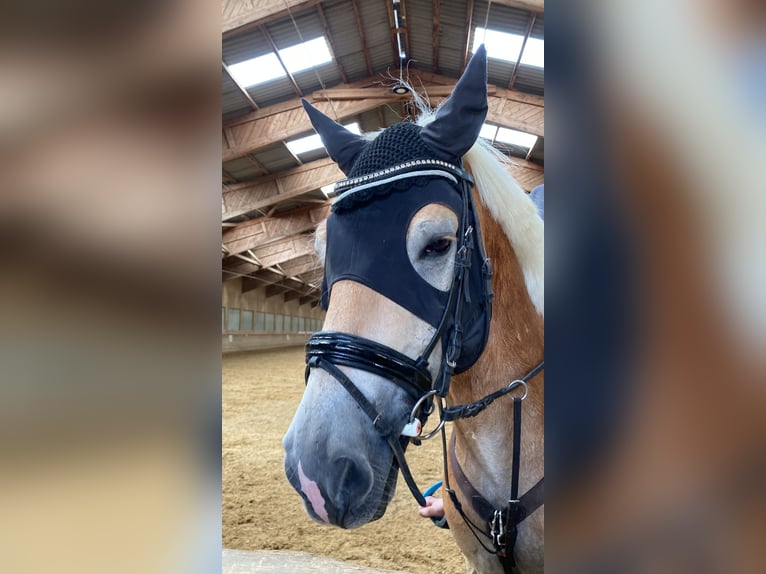 Haflinger Gelding 6 years 14,3 hh Chestnut-Red in Wien