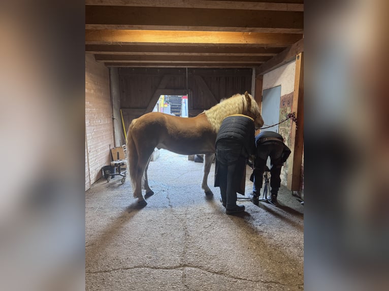Haflinger Gelding 6 years 14.3 hh Chestnut-Red in Bad Leonfelden