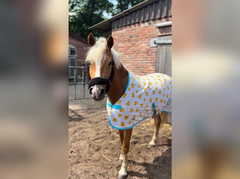 Haflinger Gelding 6 years 14 hh Chestnut-Red in Garrel