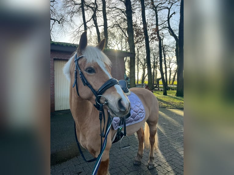 Haflinger Gelding 6 years 14 hh Chestnut-Red in Garrel
