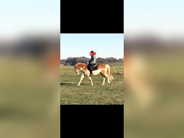 Haflinger Gelding 6 years 14,1 hh Chestnut-Red in Remscheid