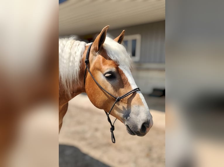 Haflinger Gelding 6 years 14,1 hh Chestnut in Camden, MI
