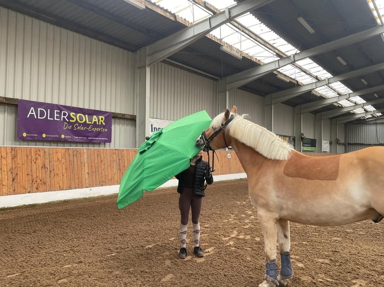 Haflinger Gelding 6 years 14,2 hh Chestnut-Red in Oldenburg