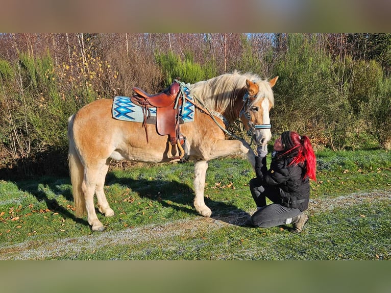 Haflinger Gelding 6 years 14,2 hh Chestnut-Red in Linkenbach