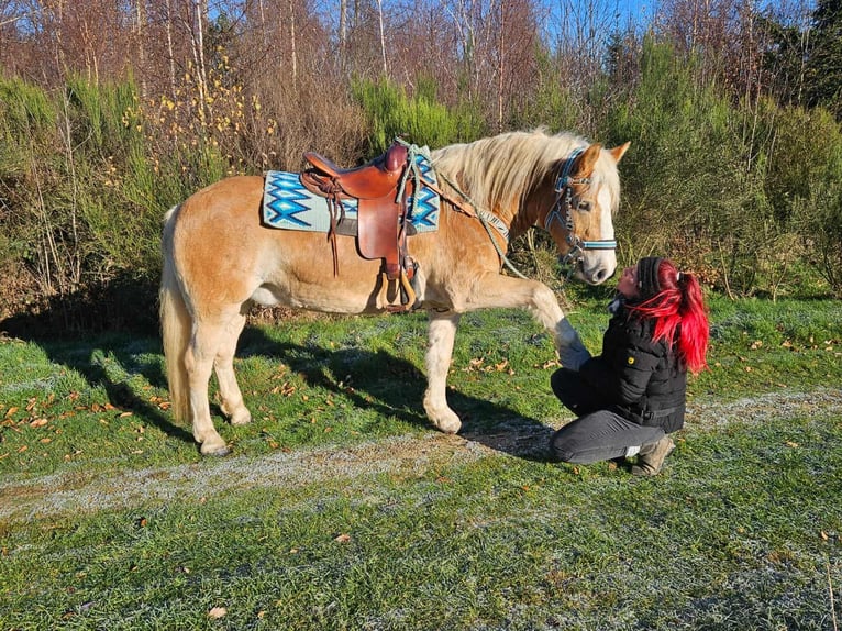 Haflinger Gelding 6 years 14,2 hh Chestnut-Red in Linkenbach