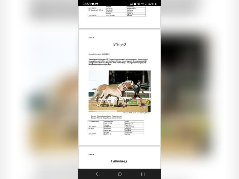 Haflinger Gelding 6 years 14,2 hh in Gramastetten