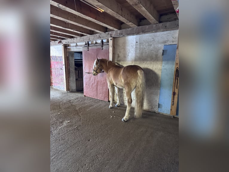 Haflinger Gelding 6 years 14,3 hh Chestnut-Red in Bad Leonfelden