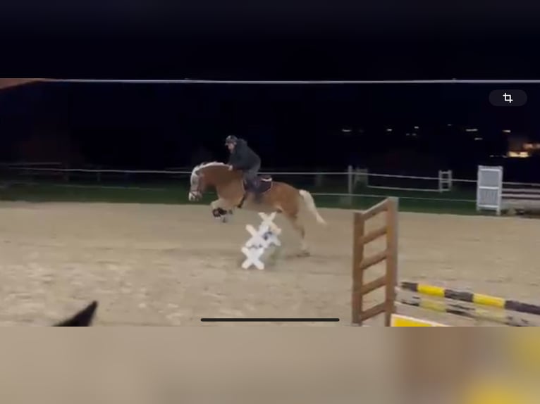 Haflinger Gelding 6 years 15,1 hh Brown-Light in Morgarten