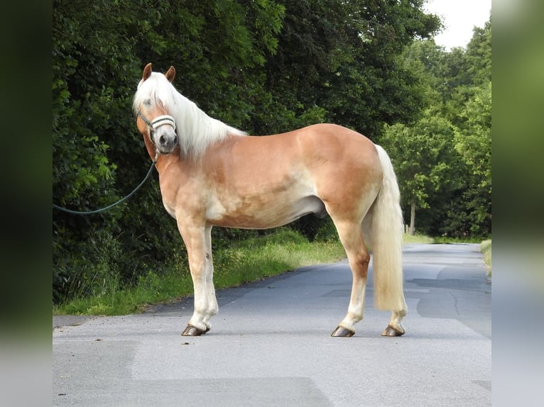 Haflinger Gelding 6 years 15.1 hh Chestnut-Red in Verl