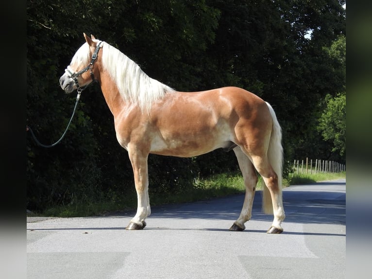 Haflinger Gelding 6 years 15.1 hh Chestnut-Red in Verl