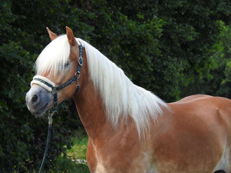 Haflinger Gelding 6 years 15.1 hh Chestnut-Red in Verl