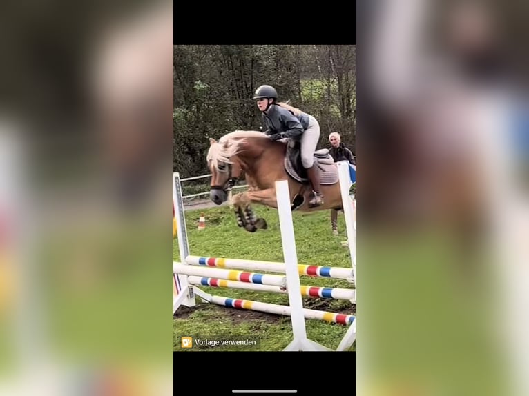 Haflinger Gelding 6 years 15,1 hh Chestnut-Red in Sankt Peter am Kammersberg