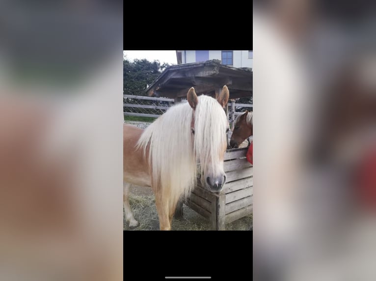 Haflinger Gelding 6 years 15,1 hh Chestnut-Red in Sankt Peter am Kammersberg