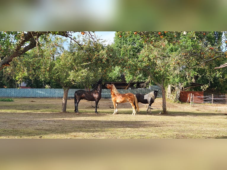 Haflinger Gelding 6 years 15,1 hh Dun in Nörvenich